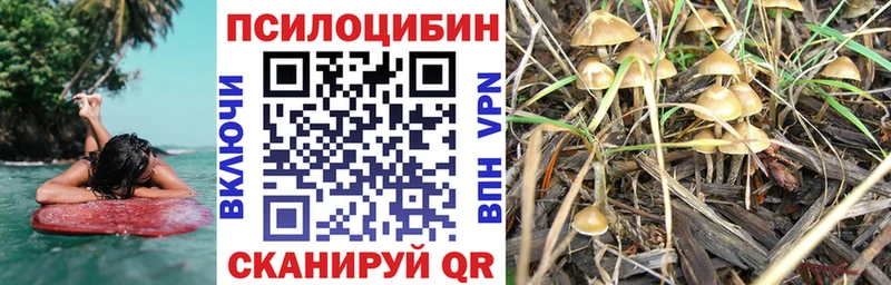 Галлюциногенные грибы Psilocybe  Ливны 